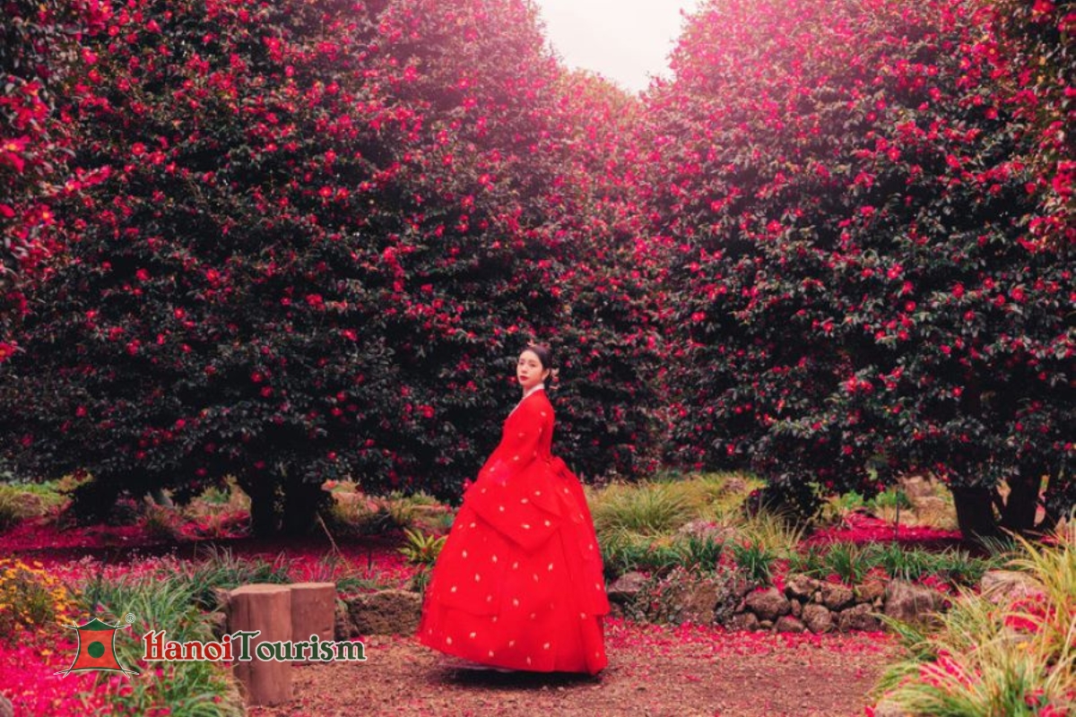 Hoa Trà (Camellia Hill) - Jeju Hàn Quốc