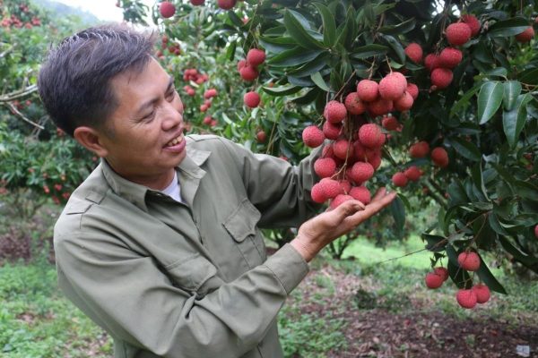 Tour Du Lịch Trải Nghiệm - Hành Trình Mùa Quả Ngọt - Bắc Giang - 2 Ngày - Từ Hà Nội