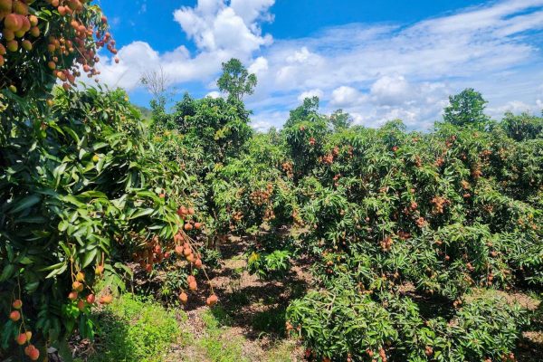 Tour Du Lịch Trải Nghiệm - Hành Trình Mùa Quả Ngọt - Bắc Giang - 2 Ngày - Từ Hà Nội - Ảnh 2